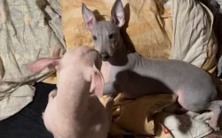 3,5 měsíční štěně (pejsek) - americký bezsrstý teriér s PP - modrý.