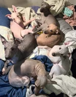 3,5 měsíční štěně (pejsek) - americký bezsrstý teriér s PP - modrý.