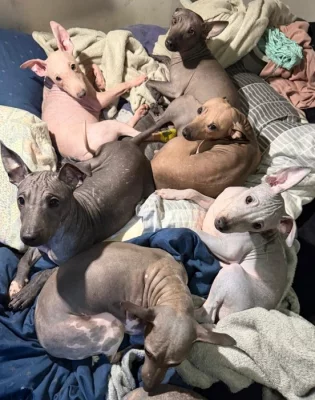 3,5 měsíční štěňata (pejsci) - americký bezsrstý teriér s PP - bílá čokoláda, černý a modrý.