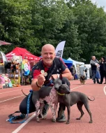 3,5 měsíční štěňata (pejsci) - americký bezsrstý teriér s PP - bílá čokoláda, černý a modrý.