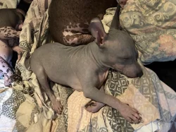 3,5 měsíční štěně (pejsek) - americký bezsrstý teriér s PP - modrý.