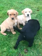 Prodávám labradora s PP