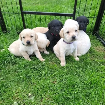 Prodávám labradora s PP