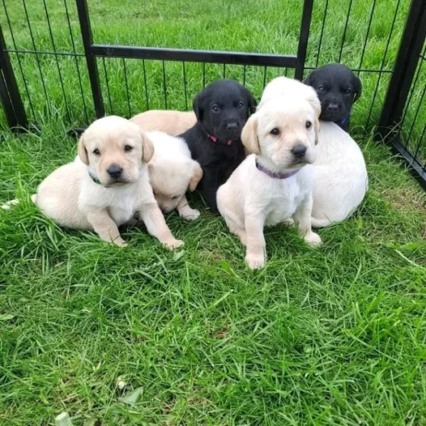 Prodávám labradora s PP