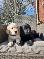 Prodávám labradora s PP