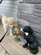 Prodávám labradora s PP