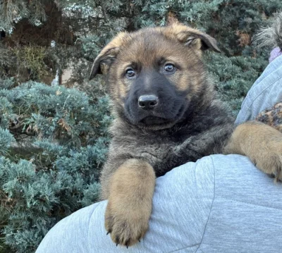 Německý ovčák pejsek