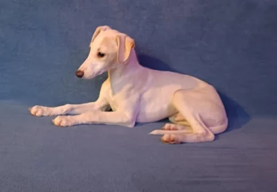 Whippet /Vipet/ - pejsek bez pp