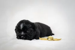 nabízím štěnatka shihtzu s PP