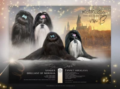 nabízím štěnatka shihtzu s PP