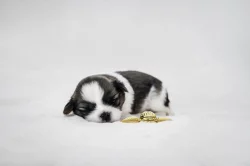 nabízím štěnatka shihtzu s PP