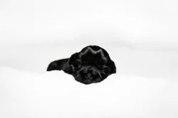 nabízím štěnatka shihtzu s PP