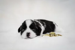nabízím štěnatka shihtzu s PP