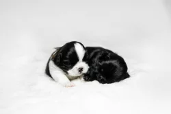 nabízím štěnatka shihtzu s PP