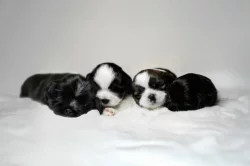 nabízím štěnatka shihtzu s PP