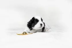 nabízím štěnatka shihtzu s PP