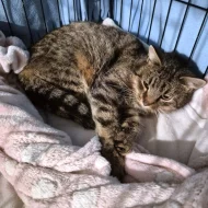 Kočička Meda hledá nový domov