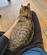 Kočička Meda hledá nový domov