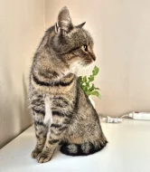 Kočička Meda hledá nový domov