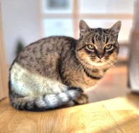 Kočička Meda hledá nový domov