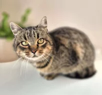 Kočička Meda hledá nový domov