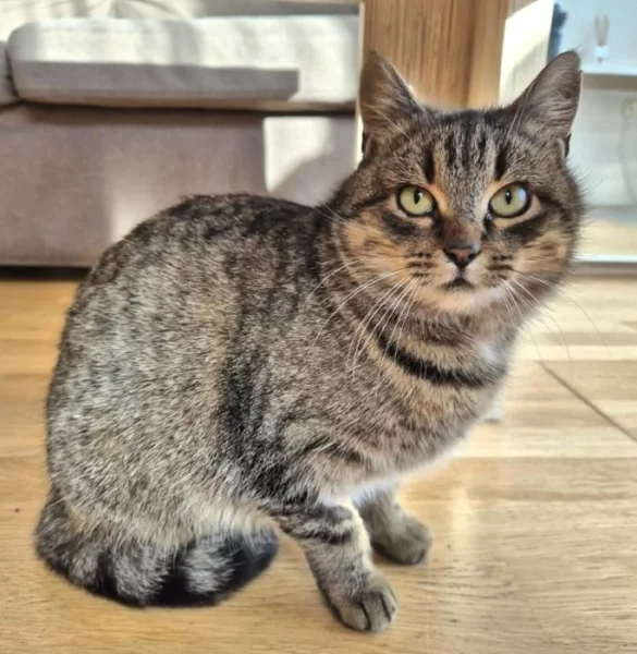 Kočička Meda hledá nový domov