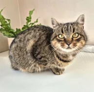 Kočička Meda hledá nový domov