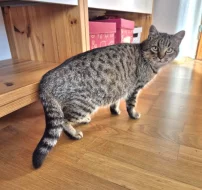 Kočička Meda hledá nový domov