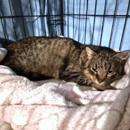 Kočička Meda hledá nový domov