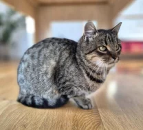Kočička Meda hledá nový domov