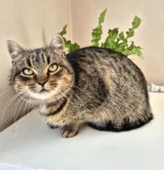 Kočička Meda hledá nový domov