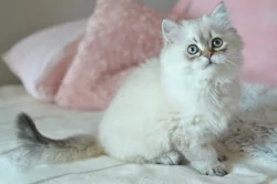 Britský kocourek colorpoint s PP