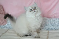 Britský kocourek colorpoint s PP