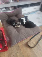 Prodám čistokrevná štěňata Border kolie bez PP