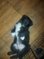 Prodám čistokrevná štěňata Border kolie bez PP