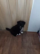 Prodám čistokrevná štěňata Border kolie bez PP