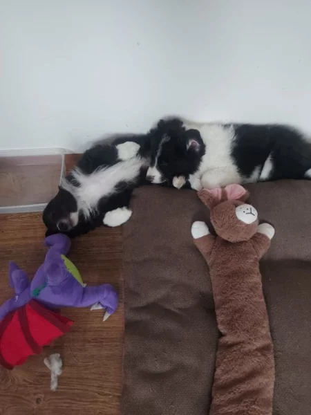 Prodám čistokrevná štěňata Border kolie bez PP