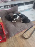 Prodám čistokrevná štěňata Border kolie bez PP