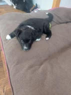 Prodám čistokrevná štěňata Border kolie bez PP