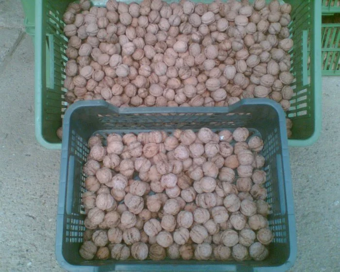 Vlašské ořechy pro drobné hlodavce