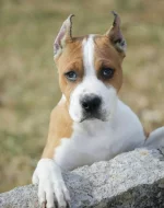 Americký stafordšírský teriér – krásná štěňata