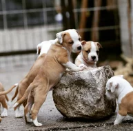 Americký stafordšírský teriér – krásná štěňata