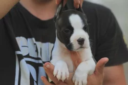 Americký stafordšírský teriér – krásná štěňata