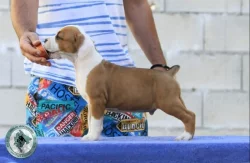 Americký stafordšírský teriér – krásná štěňata