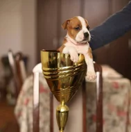 Americký stafordšírský teriér – krásná štěňata