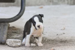 Americký stafordšírský teriér – krásná štěňata