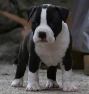 Americký stafordšírský teriér – krásná štěňata