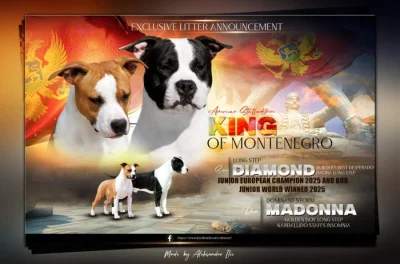 Americký stafordšírský teriér – krásná štěňata