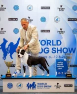 Americký stafordšírský teriér – krásná štěňata