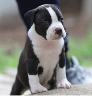 Americký stafordšírský teriér – krásná štěňata